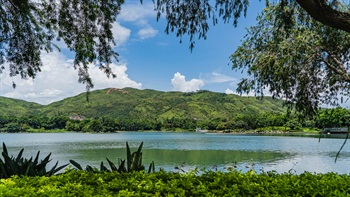 迪欣湖沿岸树木的垂枝点缀，衬托着湖水和远山，构成香港市区罕见的美景。
